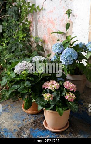 Beautiful blooming hortensia plants in pots outdoors Stock Photo