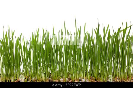 Wheat sprouts, green leaves of sprouted grain isolated on white background. Microgreens, healthy food concept Stock Photo