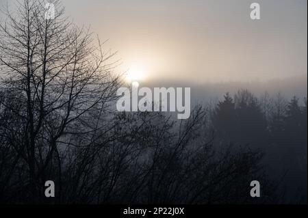 Trees and forest on a frosty foggy morning at sunrise Stock Photo