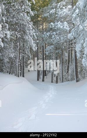 snow covered path of snowshoes through a pine forest in Etna National Park, Sicily, Italy Stock Photo