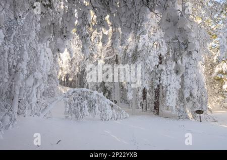 winter trees like a white waterfall of heavy and frost snow in Etna National Park, Sicily, Italy Stock Photo