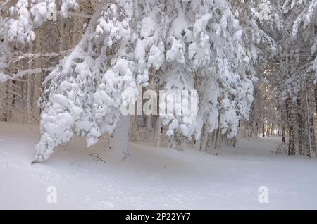 a white waterfall of deep and frozen snow on a branch of pine tree in Etna National Park, Sicily, Italy Stock Photo