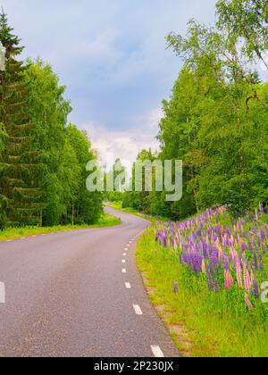 Road through a green summer forest in northern Sweden in July. Scandinavia. North Europe. Stock Photo