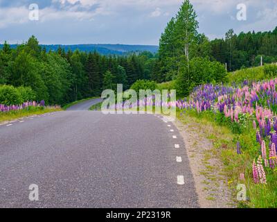 Road through a green summer forest in northern Sweden in July. Scandinavia. North Europe. Stock Photo