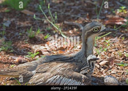 Bush stone curlew. Long legged brown shades , Australian native bird Stock Photo