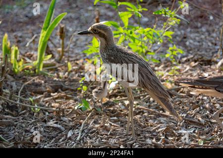 Bush stone curlew. Long legged brown shades , Australian native bird Stock Photo