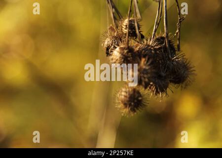 Dry flower branch on a light brown background. Trend, minimal