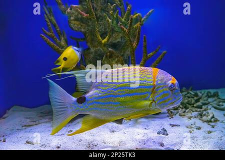 Sailfin snapper Symphorichthys spilurus blue lined sea bream fish swims underwater in aquarium pool with coral reef. Underwater, wild life, aquatic an Stock Photo