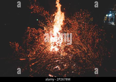 Orthodox Christmas celebration in Montenegro and Serbia, process of burning the Badnjak, fire with oak tree logs and branch during Badnji dan, the Chr Stock Photo