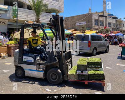 Ramallah, Ramallah and al-Bireh Governorate, Palestine, 8 July 2022: Young Arab Man with Yellow Shirt Transports Boxes of Green Peas on a Forklift in Stock Photo