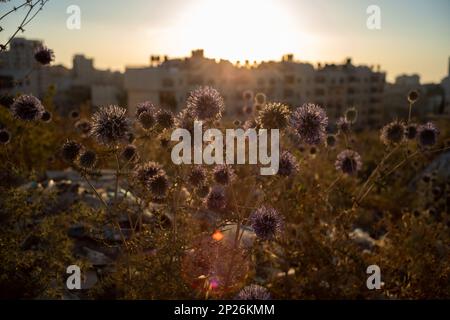 Ramallah Cityscape Facing the Sun at Dusk with High Buildings and Trees and Dry Chardon Flowers Stock Photo