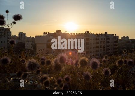 Ramallah Cityscape Facing the Sun at Dusk with High Buildings and Trees and Dry Chardon Flowers Stock Photo