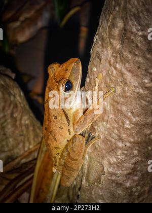 Common Southeast Asian Tree Frog (Polypedates leucomystax) frog from thailand It is a frog that can climb well. able to meet even in houses or backyar Stock Photo