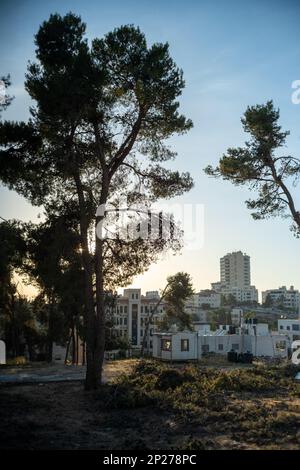 Ramallah Cityscape at Dusk with High Buildings and Tree Silhouettes in the Foreground Stock Photo