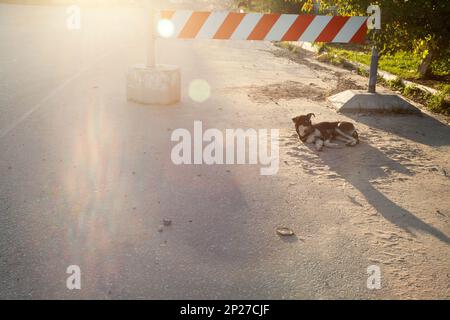 Lonely stray dog near white wall outdoors. Homeless pet Stock Photo - Alamy