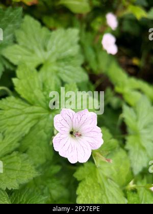 Detail of a single white and pink geranium flower in full bloom. Stock Photo