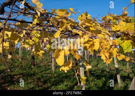 Hilly txakoli grape vineyards, making of Txakoli or chacolí slightly sparkling, very dry white wine with high acidity and low alcohol content, Getaria Stock Photo