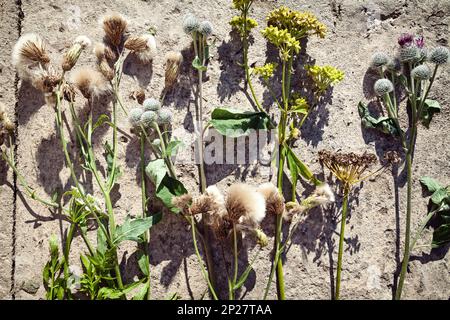 Various kinds of wild flowers on the ground arranged in a row. Several cut wildflowers floral background Stock Photo