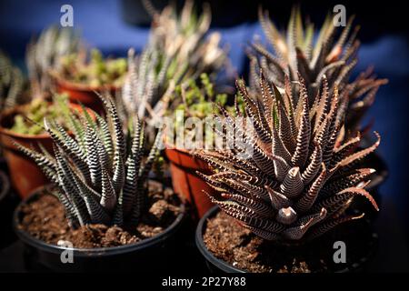 Small beautiful Haworthia succulent potted plants sale. Houseplants close-up in a shop window in the dark of night Stock Photo