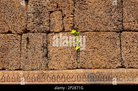 Elaborate carvings and bas reliefs in sandstone on a wall at  the 10th century Bantaey Srey temple at Angkor near Siem Reap in Cambodia. Stock Photo