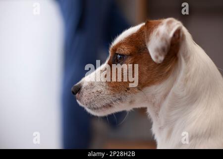 Jack Russell terrier portrait of a dog in close-up profile Stock Photo