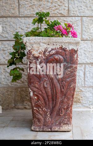 Ivy Geranium Pelargoniums (Pelargonium) in a large Ancient Pot Against a White Brick Wall Stock Photo