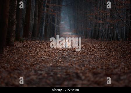 A Welsh Corgi Pembroke dog stands in the middle of a road in a dark forest. In the forest Stock Photo