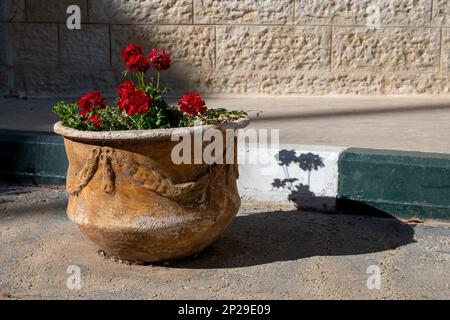 Beautiful Red Ivy Geranium Pelargoniums (Pelargonium) in a large Ancient Pot Against a Sidewalk and White Brick Wall Stock Photo