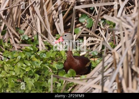 Black-bellied Whistling Duck at Orlando Wetlands Park (Chr…