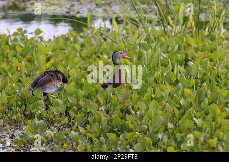 Black-bellied Whistling Duck at Orlando Wetlands Park (Chr…