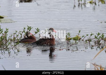 Black-bellied Whistling Duck at Orlando Wetlands Park (Chr…