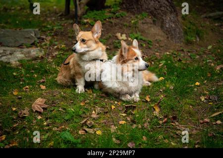 Two Welsh Corgi Pembroke dogs sit tied up waiting for their owner. A dog in the mountains Stock Photo