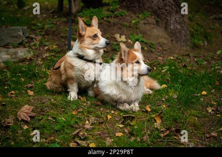 Two Welsh Corgi Pembroke dogs sit tied up waiting for their owner. A dog in the mountains Stock Photo