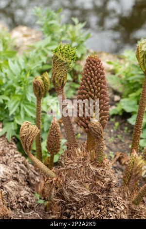 Close up of the seed head and young leaves of Gunnera manicata planted near a pond and emerging in April, England, UK Stock Photo
