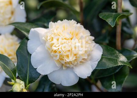Close up of a beautiful Camellia japonica Brushfields Yellow bloom. A spring flowering evergreen shrub. England, UK Stock Photo