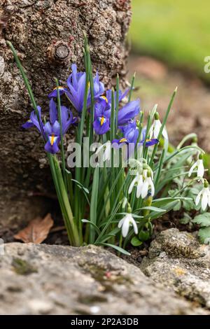 Close up of Iris reticulata (dwarf Irises) and snowdrops (Galanthus) flowering against a tree in February / March. England , UK Stock Photo