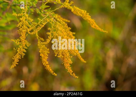 A flowering branch of Solidago virgaurea on a defocused background. Autumn meadow flowers close-up. Invasive weed aggressor Stock Photo