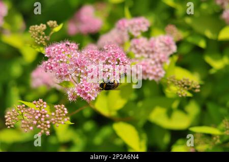 A bumblebee collects pollen on a sprig of flowering Japanese spirea. Garden plant honeysuckle Stock Photo