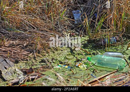 Garbage on the shore of the reservoir, plastic waste pollutes the river biotope. Frog in the garbage and Lemna. Stock Photo