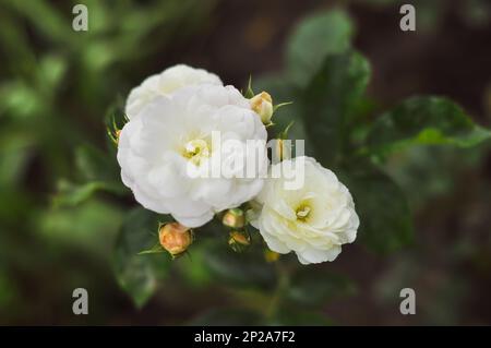 Charming white rose flowers with open buds in the garden, soft focus. Stock Photo