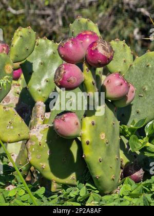 Cactus with prickly Pear Fruit Stock Photo