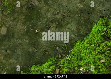 Modern eco friendly decor made of colored stabilized moss. Natural background for design and text. Stock Photo