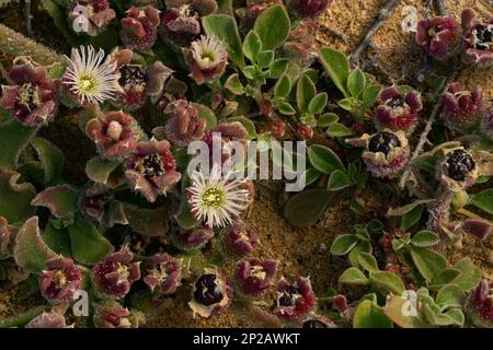 Crystalline ice plant in La Graciosa, Canary Islands, Spain Stock Photo