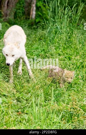 Something caught the attention of this female Arctic Wolf and distracted her from her young pup. Stock Photo