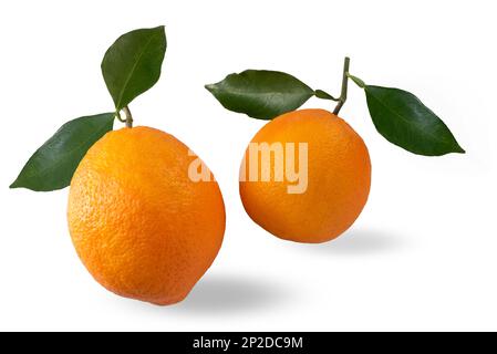 Oranges with green leaves isolated on white with clipping path included Stock Photo
