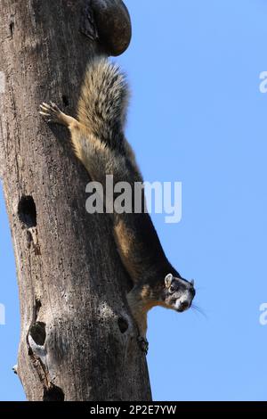 Sherman's fox squirrel  Six Mile Cypress Slough Preserve Florida Stock Photo