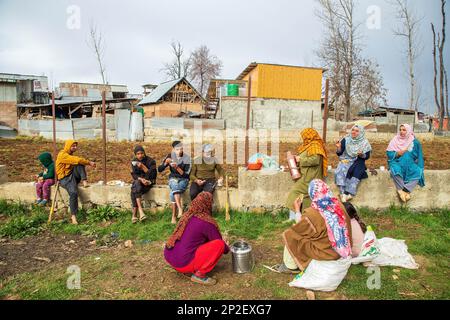 Srinagar, India. 3rd Mar, 2023. Kashmiri farmers taking tea break as they plant seed potatoes in a field on a spring day in the outskirts of Srinagar. According to agriculture department Kashmir annually produces 45000 metric tons of potatoes and approximately 2500 hectares of land under potato cultivation. (Credit Image: © Faisal Bashir/SOPA Images via ZUMA Press Wire) EDITORIAL USAGE ONLY! Not for Commercial USAGE! Stock Photo