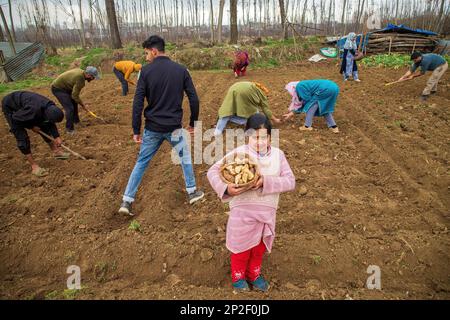 Srinagar, India. 3rd Mar, 2023. Kashmiri farmers plant seed potatoes in a field on a spring day in the outskirts of Srinagar. According to agriculture department Kashmir annually produces 45000 metric tons of potatoes and approximately 2500 hectares of land under potato cultivation. (Credit Image: © Faisal Bashir/SOPA Images via ZUMA Press Wire) EDITORIAL USAGE ONLY! Not for Commercial USAGE! Stock Photo