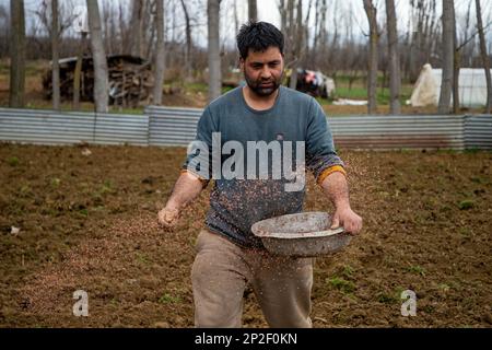 Srinagar, India. 3rd Mar, 2023. A Kashmiri farmer spreads fertilizers in a potato field on a spring day in the outskirts of Srinagar. According to agriculture department Kashmir annually produces 45000 metric tons of potatoes and approximately 2500 hectares of land under potato cultivation. (Credit Image: © Faisal Bashir/SOPA Images via ZUMA Press Wire) EDITORIAL USAGE ONLY! Not for Commercial USAGE! Stock Photo