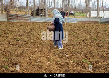 Srinagar, India. 3rd Mar, 2023. A Kashmiri woman plants seed potatoes in a field on a spring day in the outskirts of Srinagar. According to agriculture department Kashmir annually produces 45000 metric tons of potatoes and approximately 2500 hectares of land under potato cultivation. (Credit Image: © Faisal Bashir/SOPA Images via ZUMA Press Wire) EDITORIAL USAGE ONLY! Not for Commercial USAGE! Stock Photo